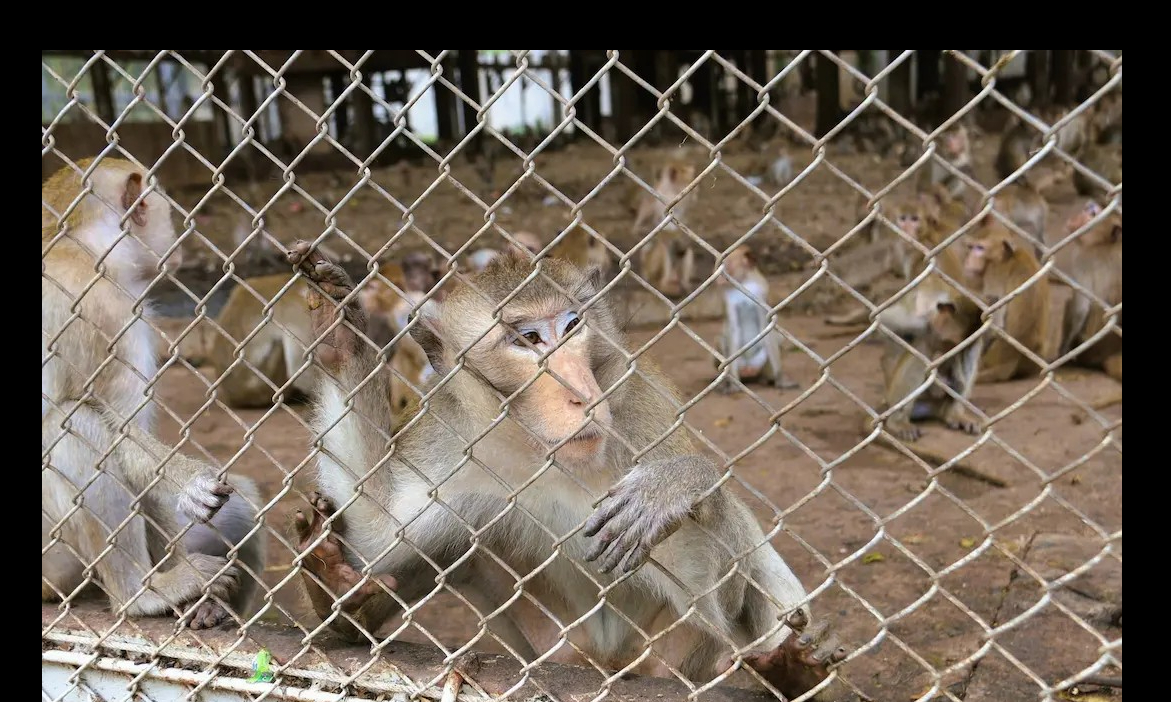 จังหวัดลพบุรีเดินหน้าขับเคลื่อนจัดตั้ง &ldquo;มูลนิธิบริหารจัดการลิงลพบุรี โดยคณะกรรมการอำนวยการแก้ไขปัญหาลิงจังหวัดลพบุรี&rdquo; มุ่งแก้ปัญหาระยะยาว ชู 3 ภารกิจหลัก ดูแลลิง-เยียวยาคน-ฟื้นฟูเมือง